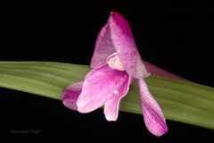 Roscoea alpina